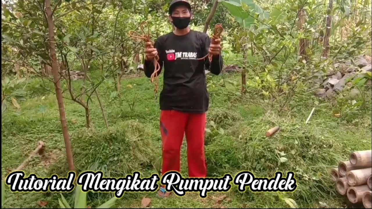 Cara Praktis Mengikat rumput pendek menggunakan dua tali