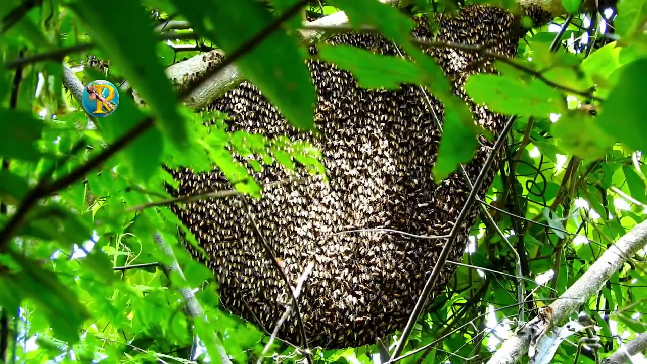 Amazing Find Giant Honey Bee For Food In The Mountain Forest