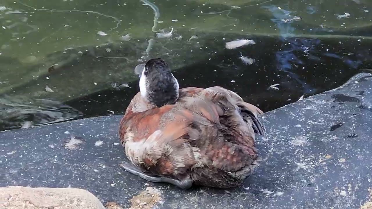 Ducks molting.