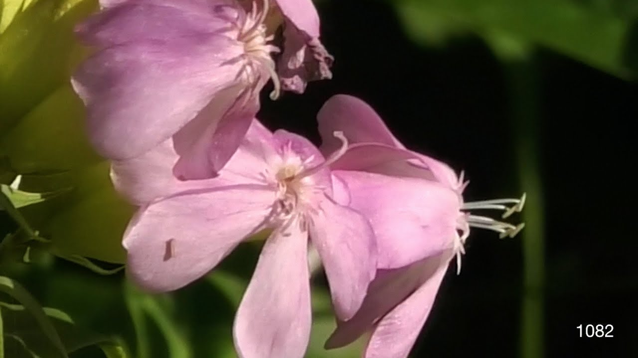 De Toegift - Saponaria (onary, nor notice)