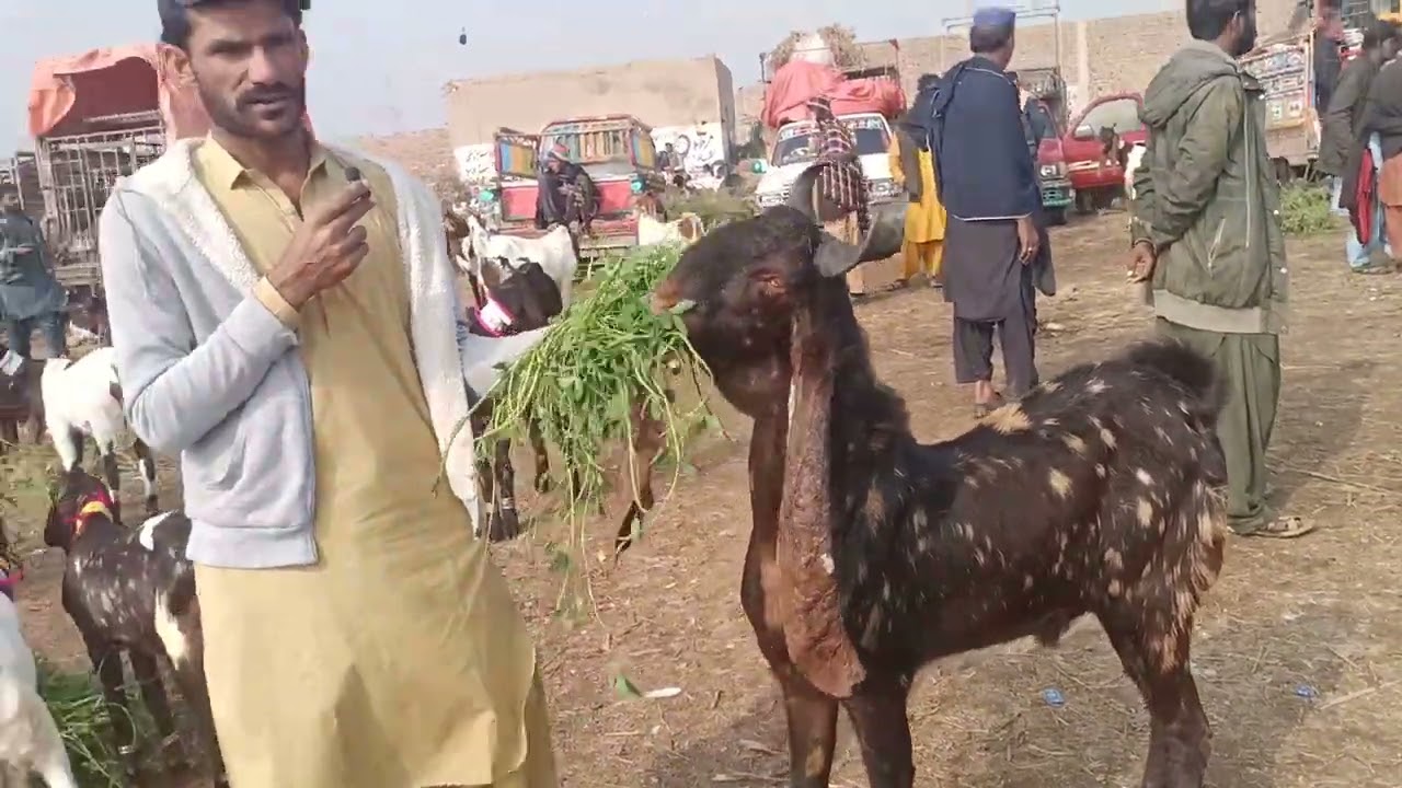 Hyderabad bypass bakra mandi 