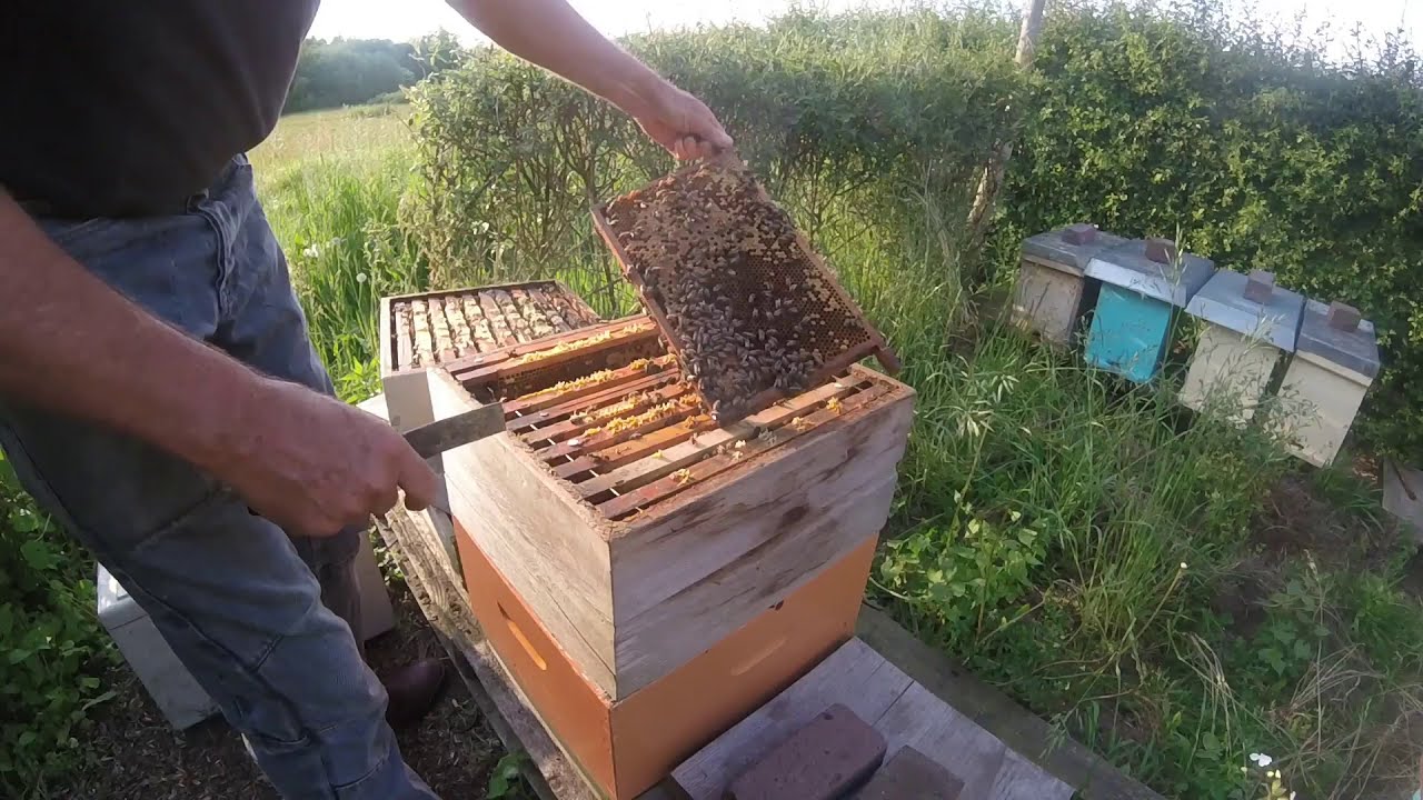 het prepareren van een starter  en pleegvolk voor het inhangen van het teeltraam met larfjes