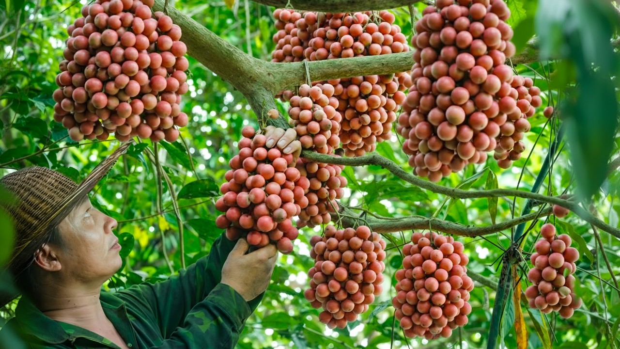 Harvesting wild fruits, picking and processing dried bamboo shoots - Building rafts for fish farming