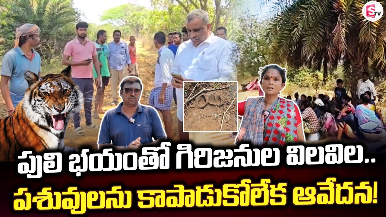 Tribals flee due to fear of tiger.. | Rampachodavaram | Tiger Fear | Peddapuli |@SumanTVrampachod...