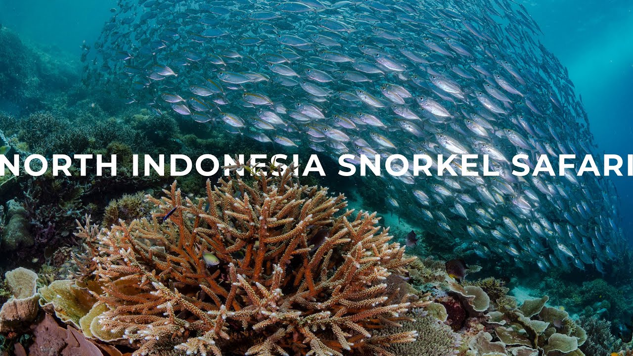 North Indonesia Snorkeling Safari | Bunaken - Halmahera - Raja Ampat