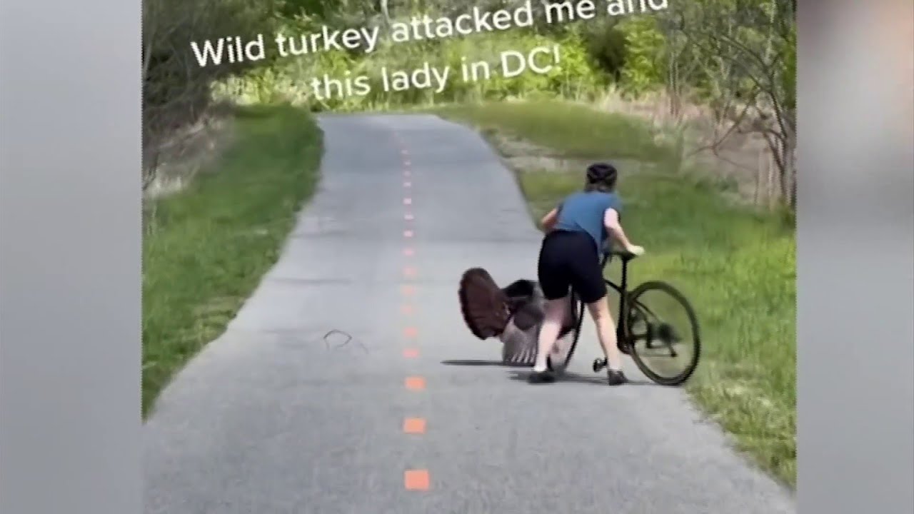 Wild turkey attacks bikers on D.C. trail