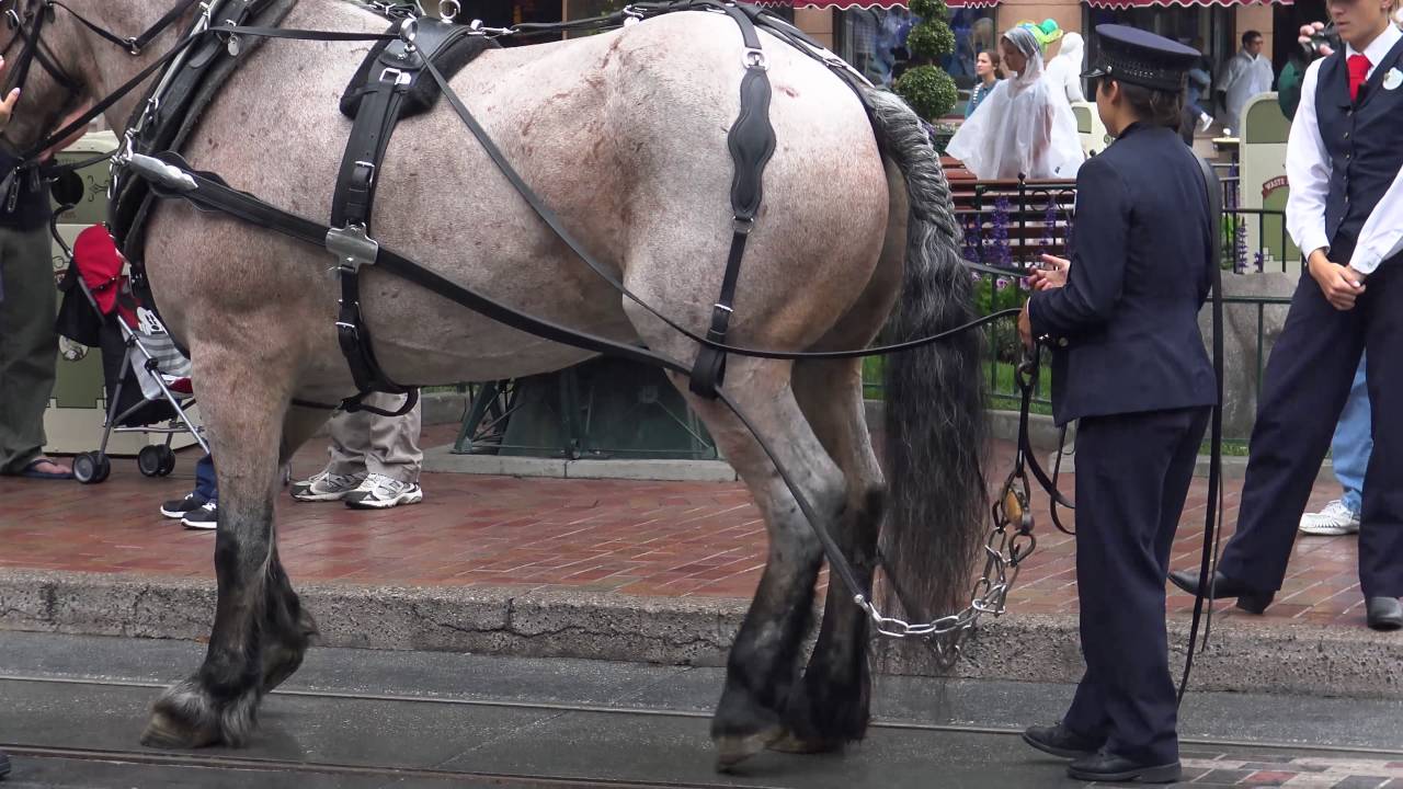 Retiring a horse at Disneyland in 4K
