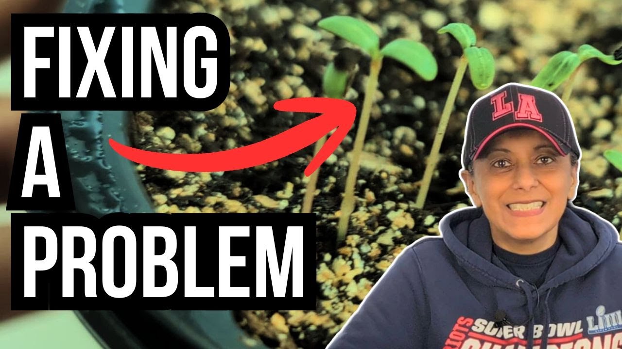 Fix Leggy Seedlings | Potting Up Vinca Plants 🌱🌸