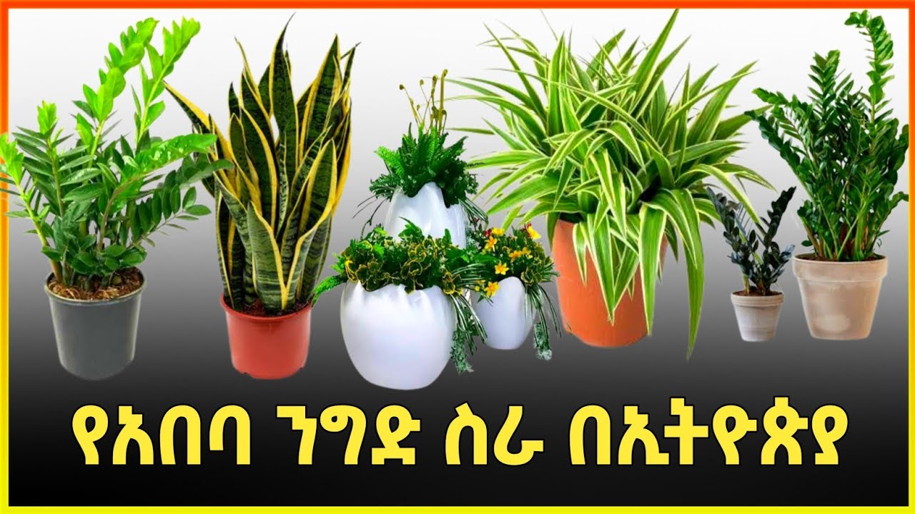 የአበባ ንግድ ስራ በኢትዮጵያ 2014 | Flower business in Ethiopia| የአበባ ልማት |Gebeya
