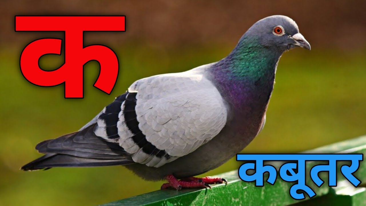 अ से अनार आ से आम, हिंदी वर्णमाला, अआइईउऊ, क से कबूतर,a se anar,aa se aam, हिंदीस्वरब्यंजन #kidssong