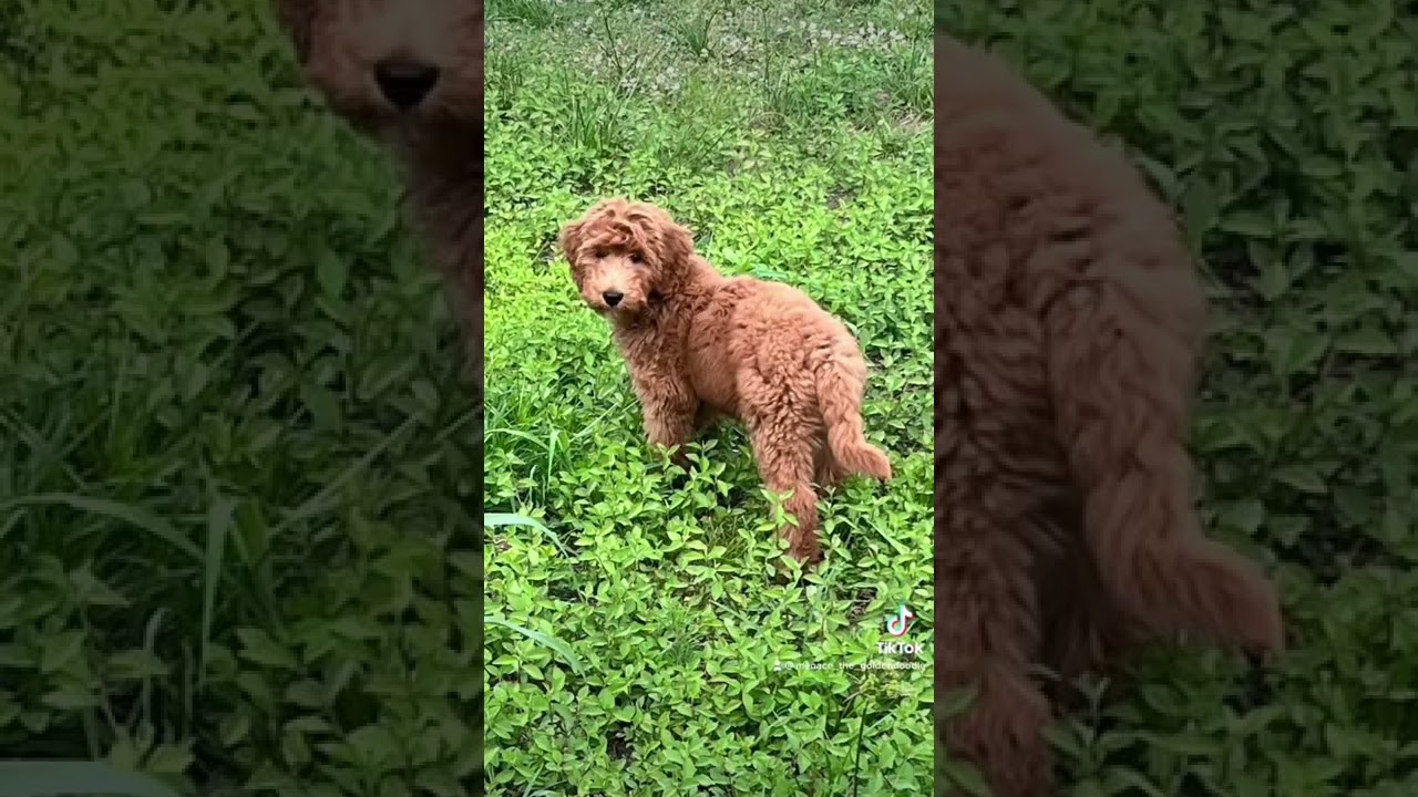 Goldendoodle puppy growth!