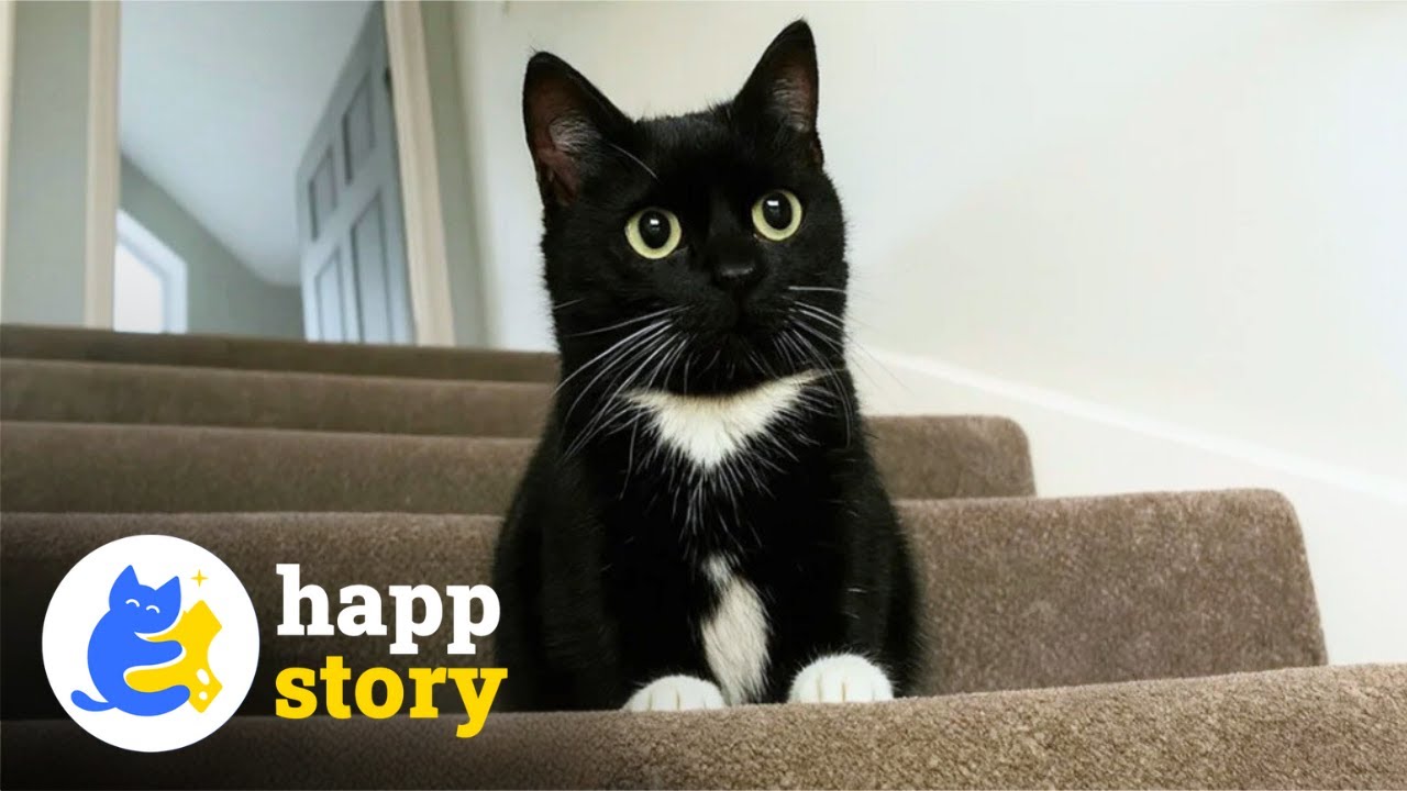 Этот крошечный кот-карлик доказывает, что любовь не имеет размера ❤️ | HAPP