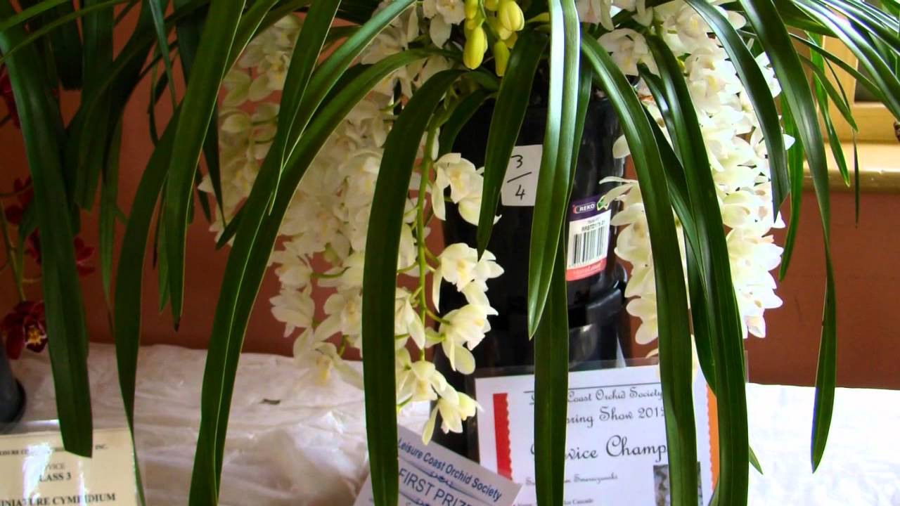 Orchid Show.in Wollongong by the Leisure Coast Orchid Society in August 2012