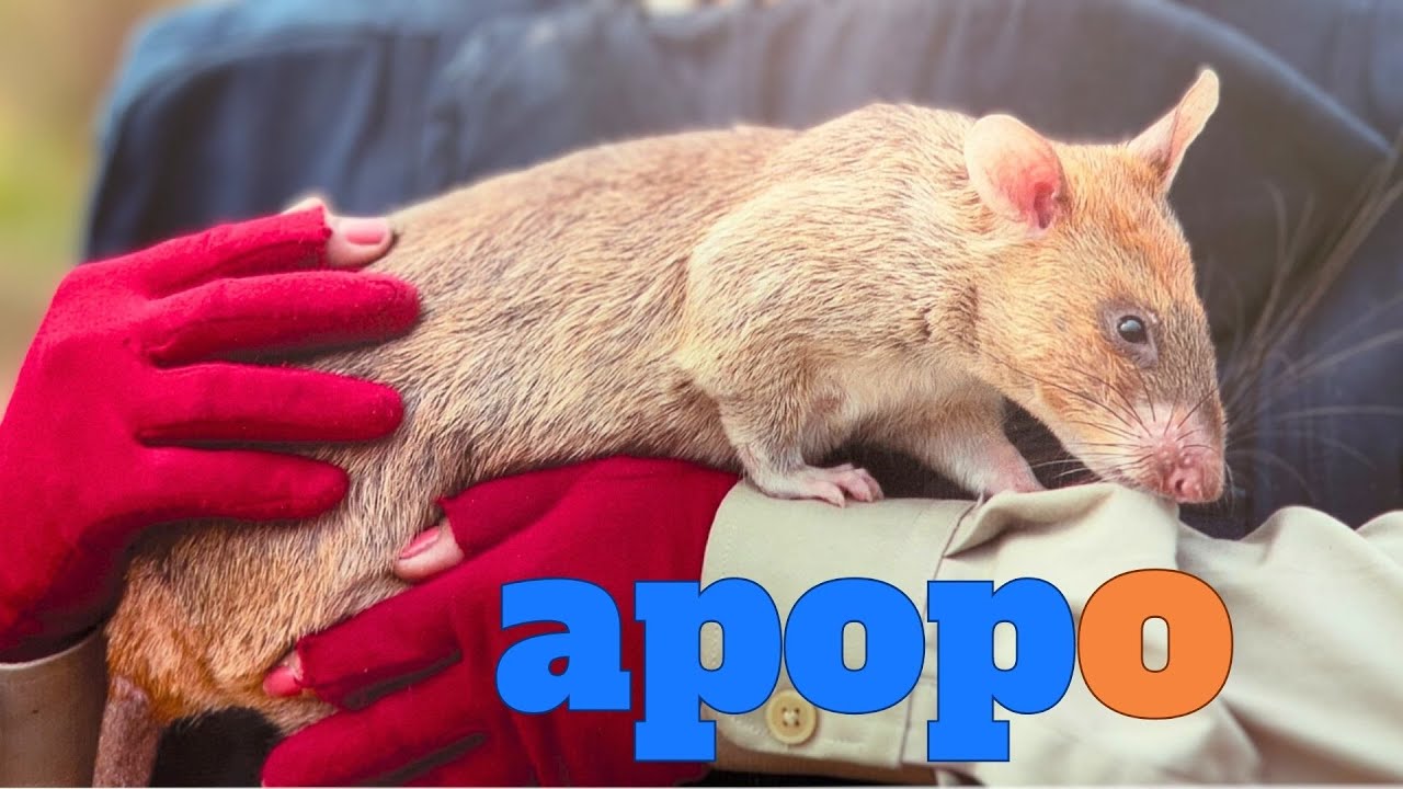 APOPO Cambodia! Rats Video