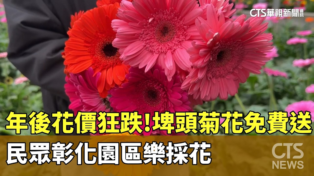 年後花價狂跌！埤頭菊花免費送　民眾彰化園區樂採花｜華視新聞 20260228 @CtsTw
