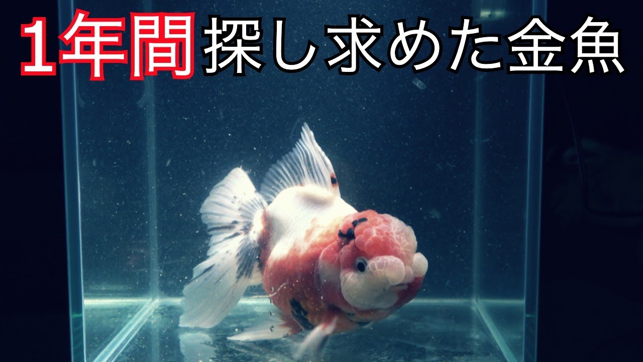 ずっと探していた