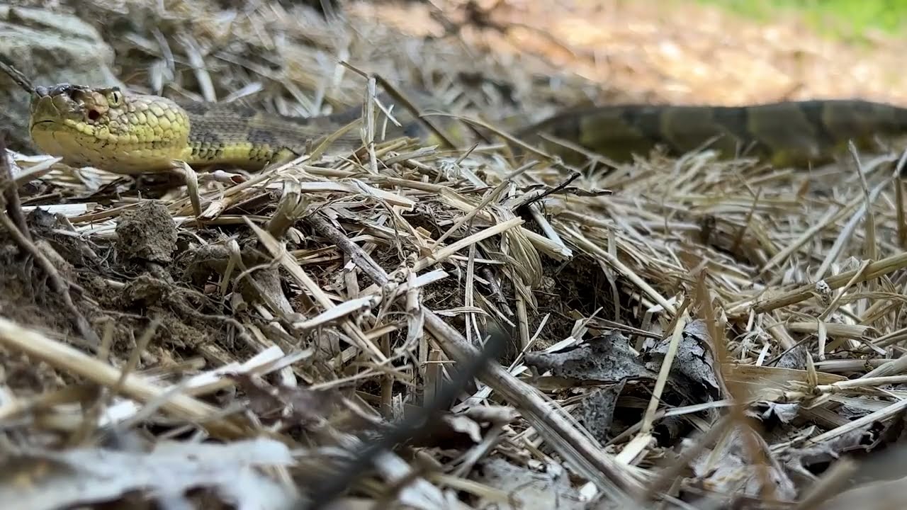 New Jersey's Timber Rattlesnake #newjerseyfishandwildlife #snakes #wildlife