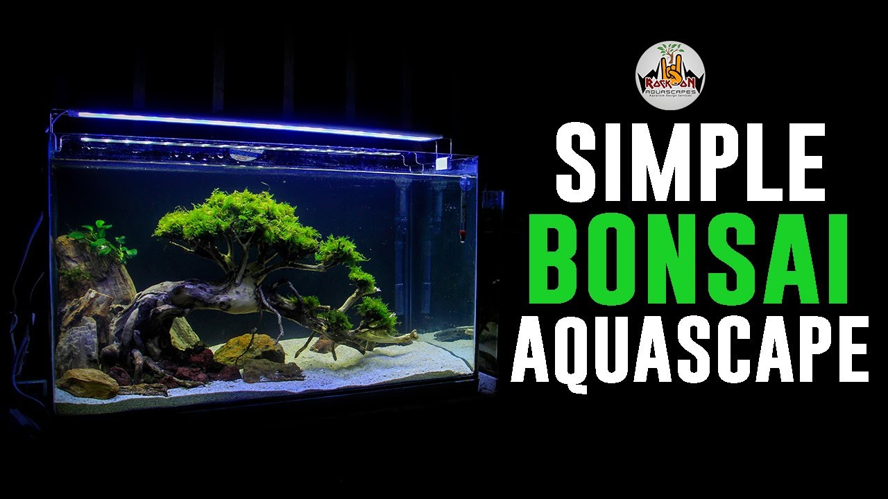 Simple Bonsai Aquascape