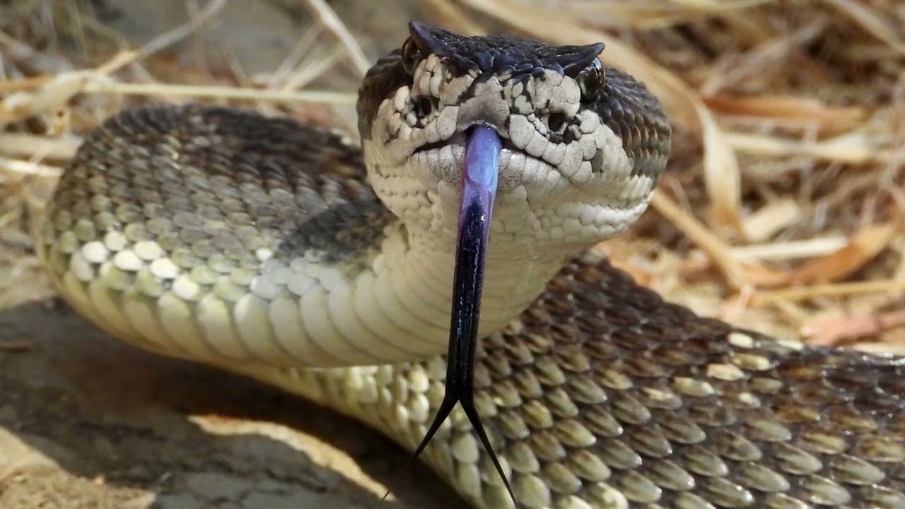 Wild Mount Diablo: Serpents