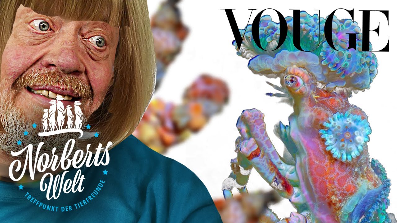 HIGH FASHION DEKORIERTIER! | #Dekorateurkrabbe | NORBERTS WELT | Zoo Zajac