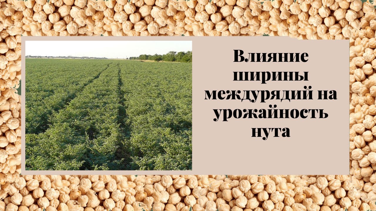 Влияние ширины междурядий и норм высева на урожайность нута