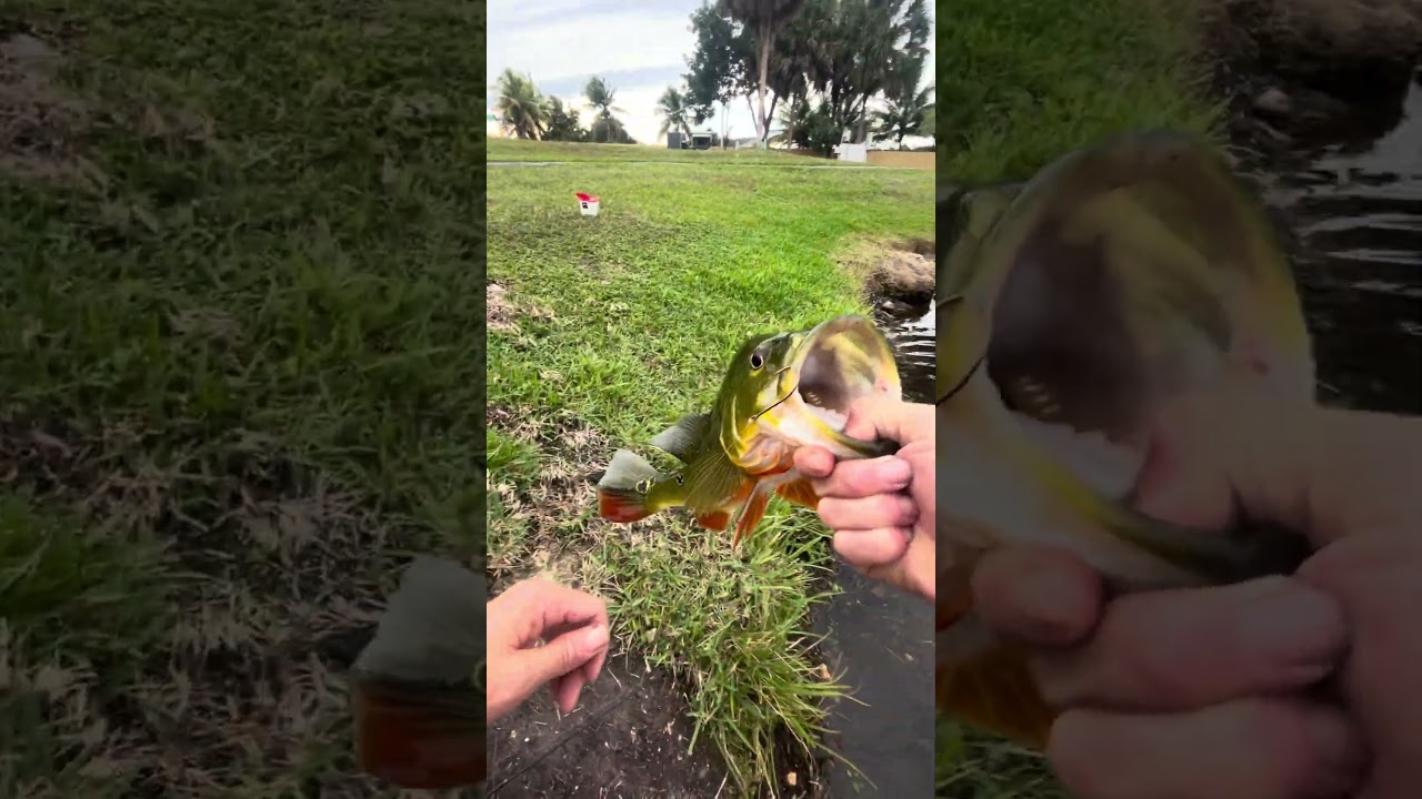 Shiners catch Big Pea!! ​