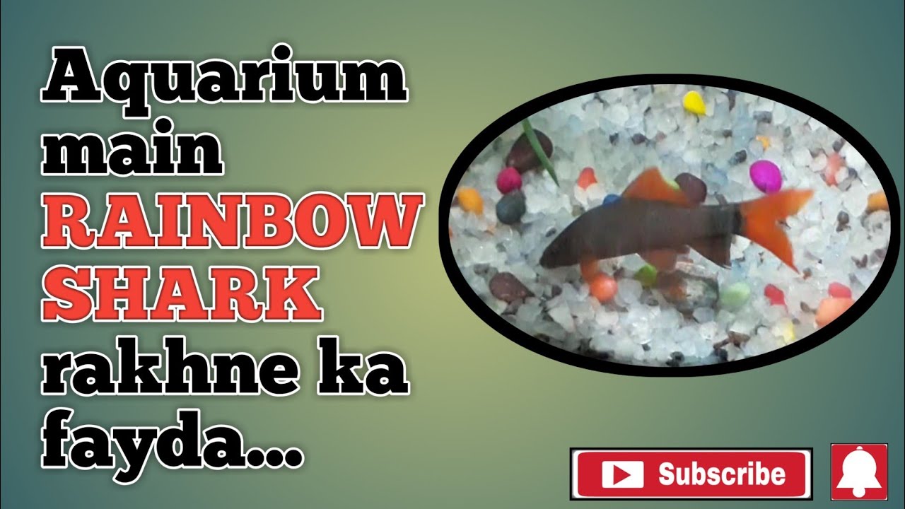 Benefits of RAINBOW SHARK for aquarium...