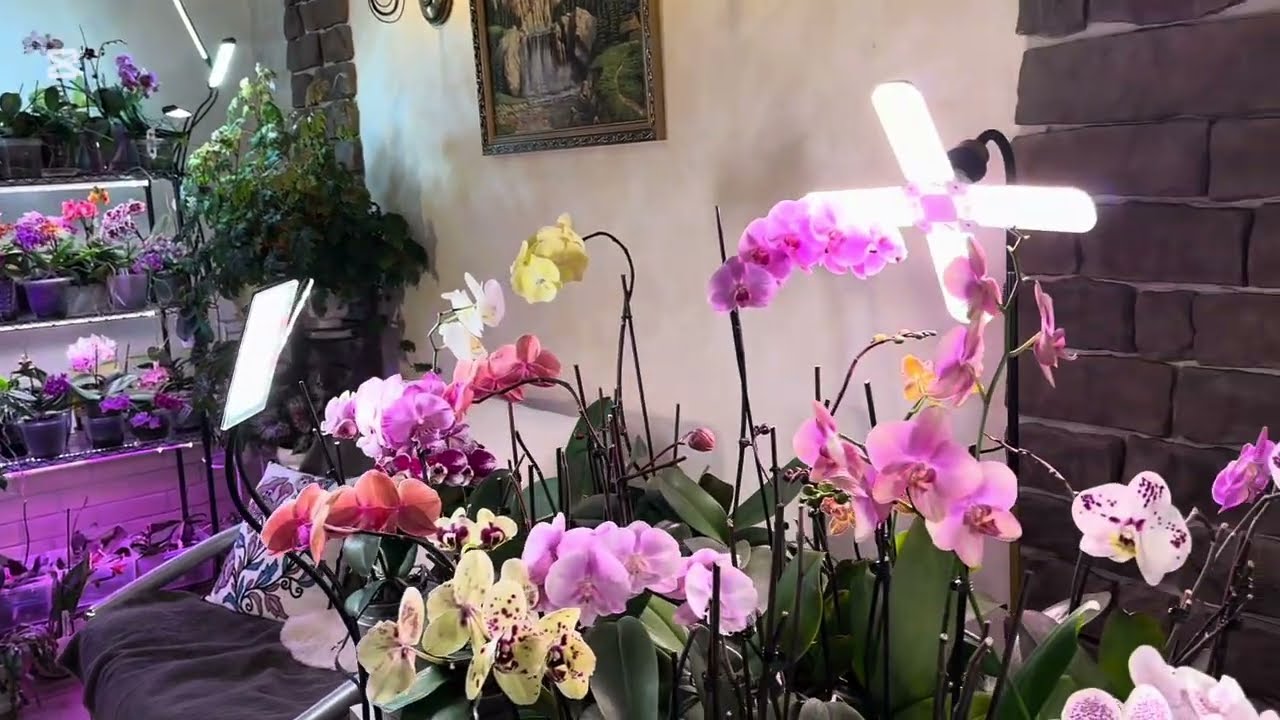 УРОКИ ЗИМЫ❄️🤔 ОРХИДЕЙНАЯ КОМНАТА 🌸🌸🌸