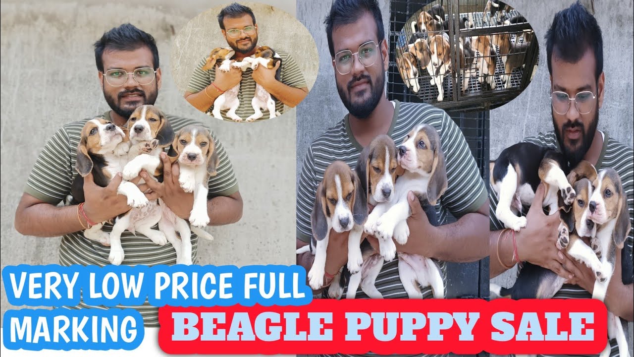 Dogs For Sale : Beagle puppy For Sale Cont No 7003981478 : Delivery All Over India Available