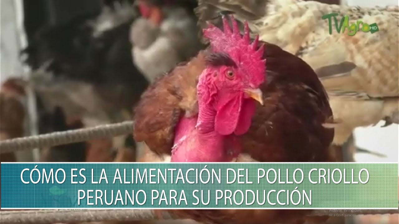 Como es la alimentacion del pollo criollo peruano para su produccion - TvAgro por Juan Gonzalo Angel
