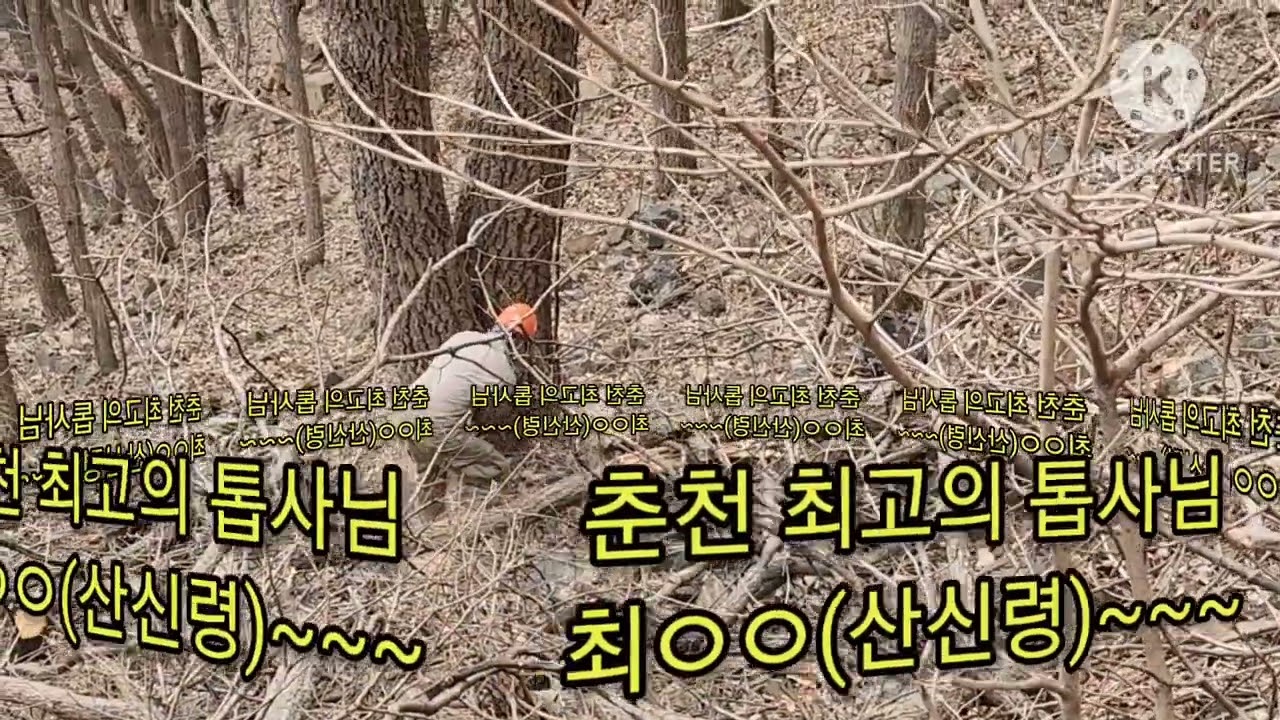 참나무 벌목