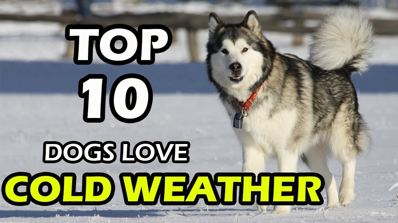 TOP 10 DOG BREEDS THAT LOVE COLD WEATHER