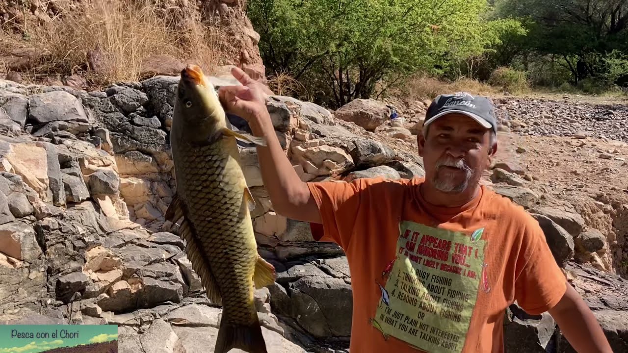 Pesca de tilapias y carpa de casi un metro