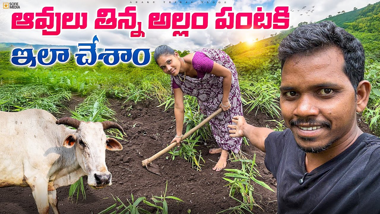 ఆవులు తిన్న అల్లం మొక్కలు ఇలా చనిపోతున్నాయ్😢😭|| Araku Tribal Vlogs ❣️🍁