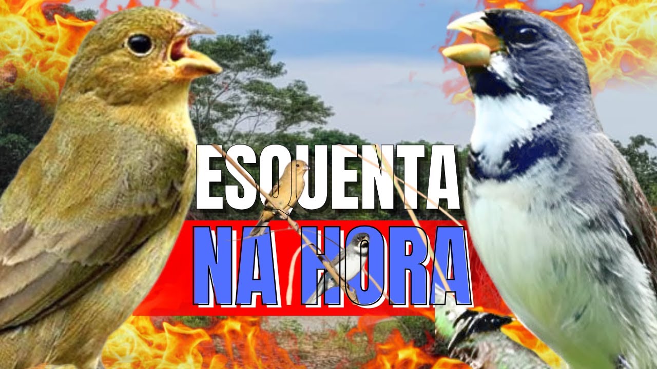 ESQUENTAR COLEIRO TUÍ TUÍ COM COLEIRO TUÍ-TUÍ E FÊMEA CHAMANDO PARA ESQUENTAR COLEIRO TUÍ-TUÍ