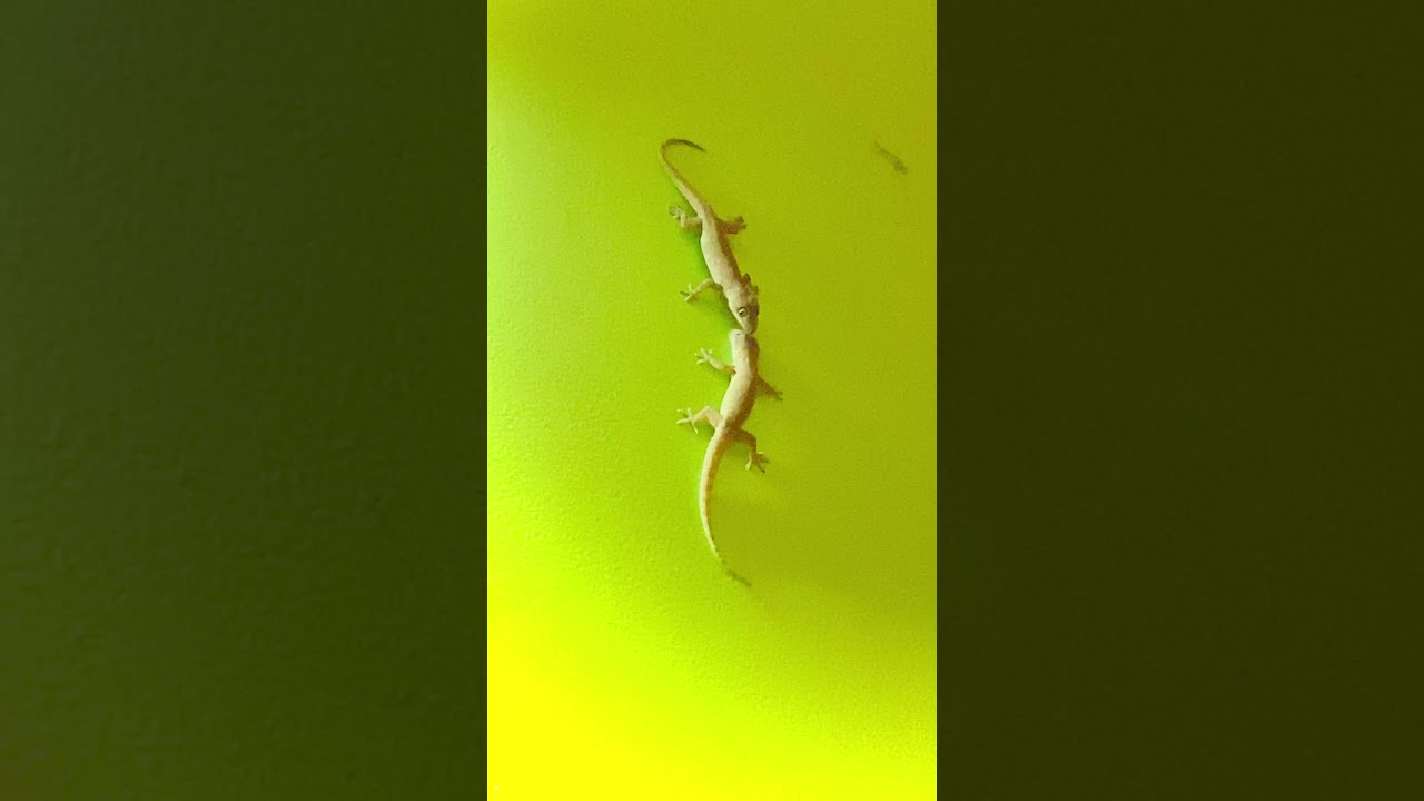 Lizards Fighting With Sound 🦎 | #short