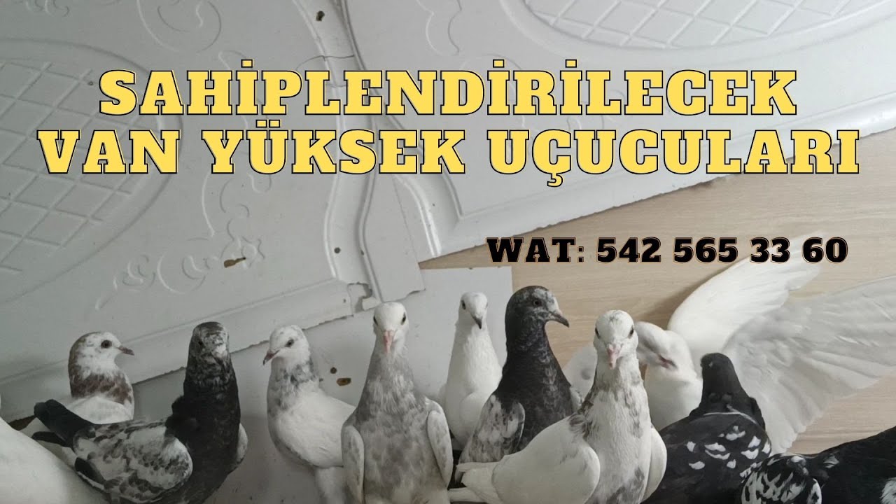 VAN YÜKSEK UÇUCULARI SAHİPLENDİRME