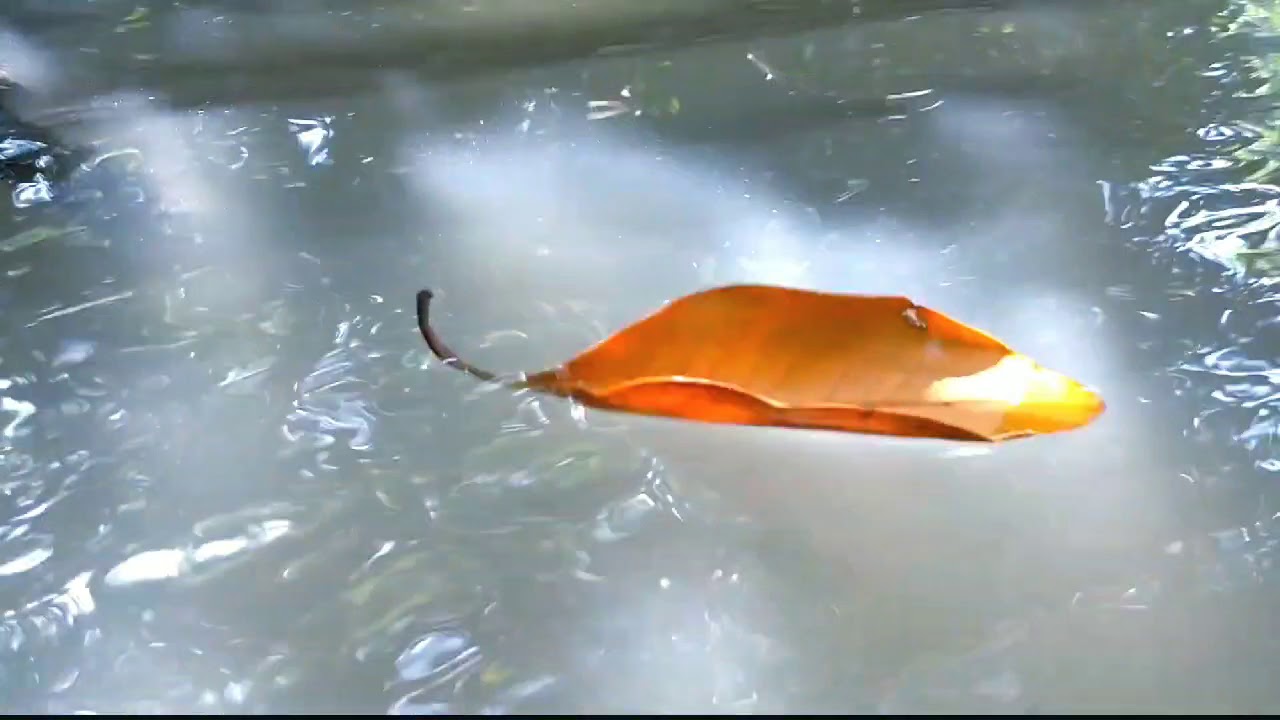Pichavaram Mangrove Forest - Second largest in the World