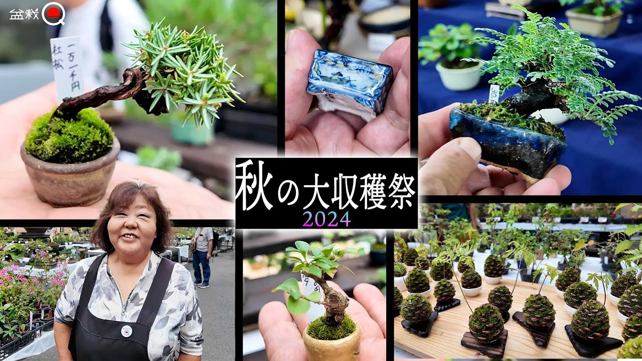ミニ盆栽と山野草の販売イベント！秋の大収穫祭2024に行ってきました【盆栽Q】