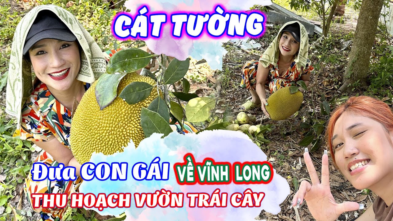 CÁT TƯỜNG đưa CON GÁI về VĨNH LONG thu hoạch trái cây