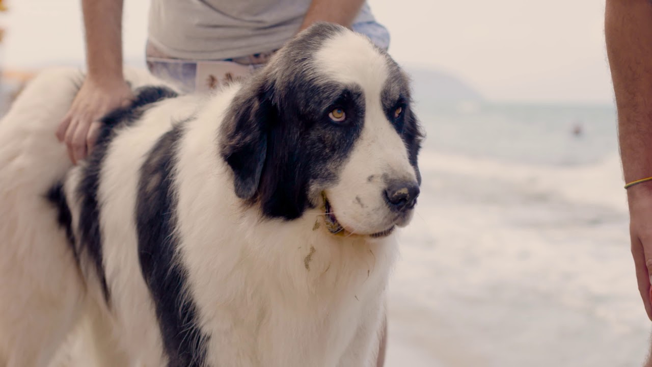 Il Paradiso dei Cani in Toscana