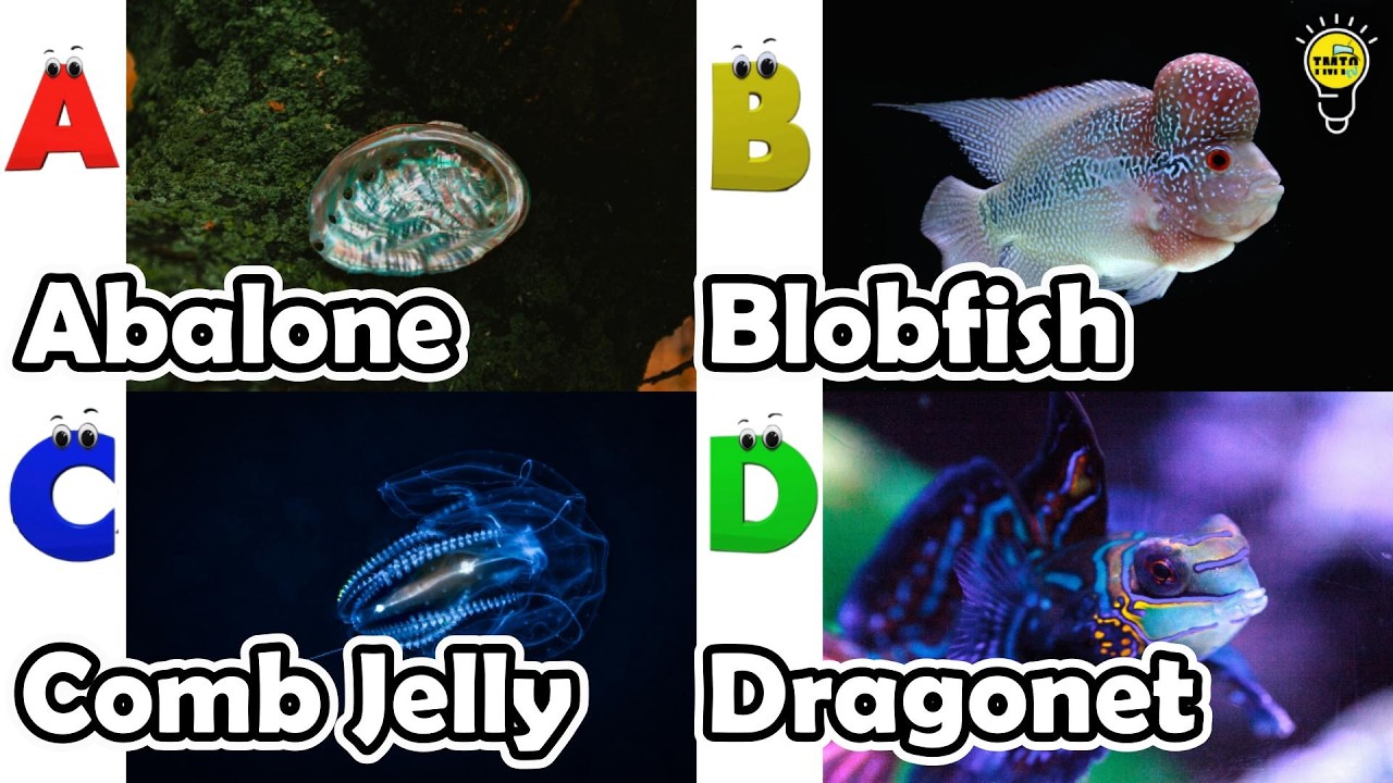 Learn Ocean Animal Names | ABC Sea Animals song | Most Popular Sea Creatures | Alphabets Kids Song