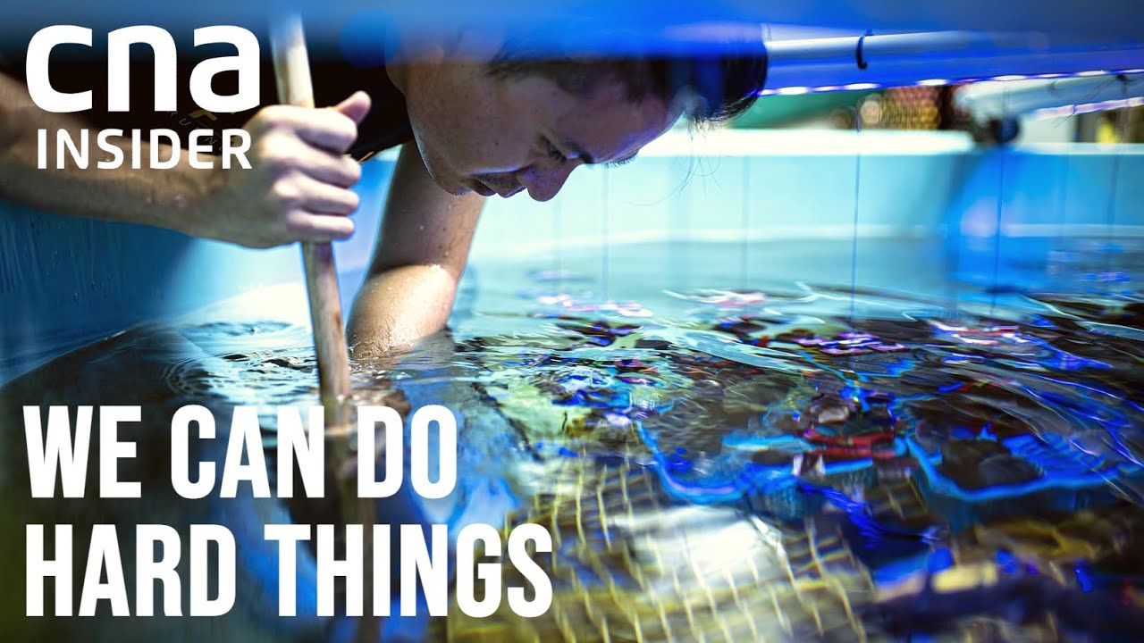Saving Singapore's Corals And Underwater Species With Lego Bricks | We Can Do Hard Things