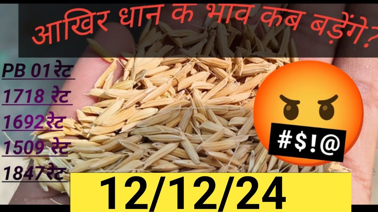 vidisha mandi dhan rate। raisen Mandi rate। Indoor dhan mandi । Bhopal dhan mandi । धान रेट