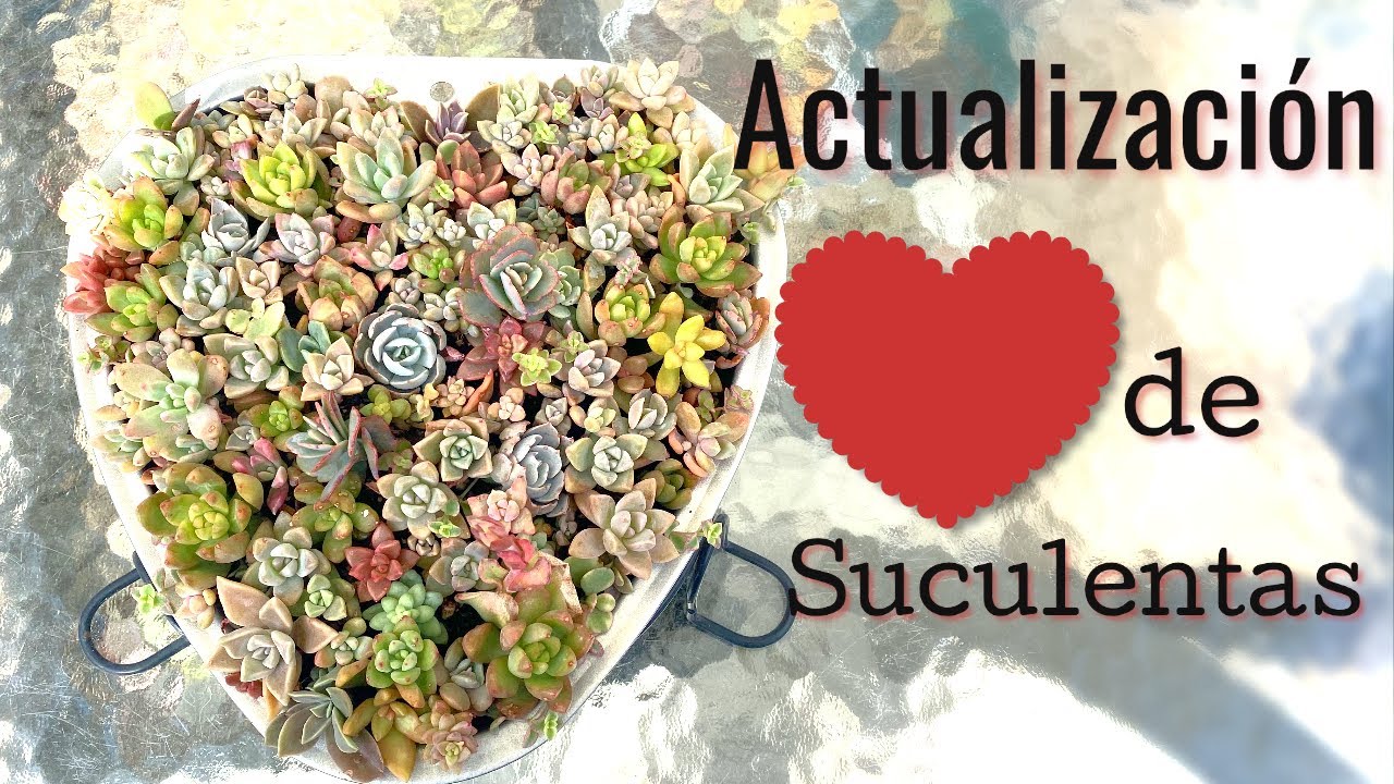 Mi corazón de suculentas | Un mes después | Esquejes de suculentas