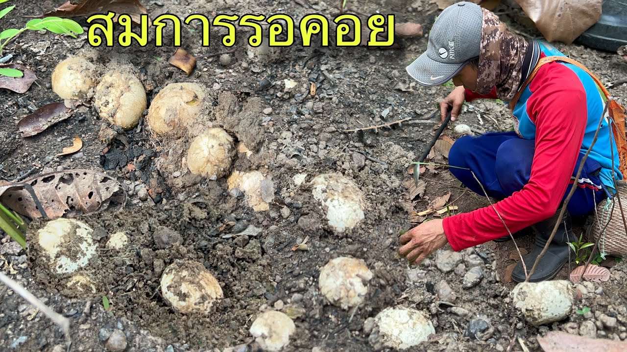 กินข้าวป่า เก็บเห็ดเผาะหนัง ได้เป็นกิโล สมการรอคอยเทิงม่วนเทิงหมาน
