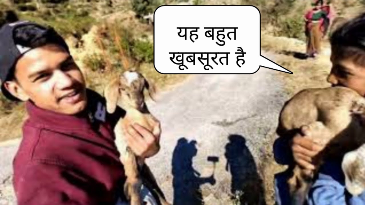 जंगली जानवरों का आतंक #pahadivloggeruk12 
