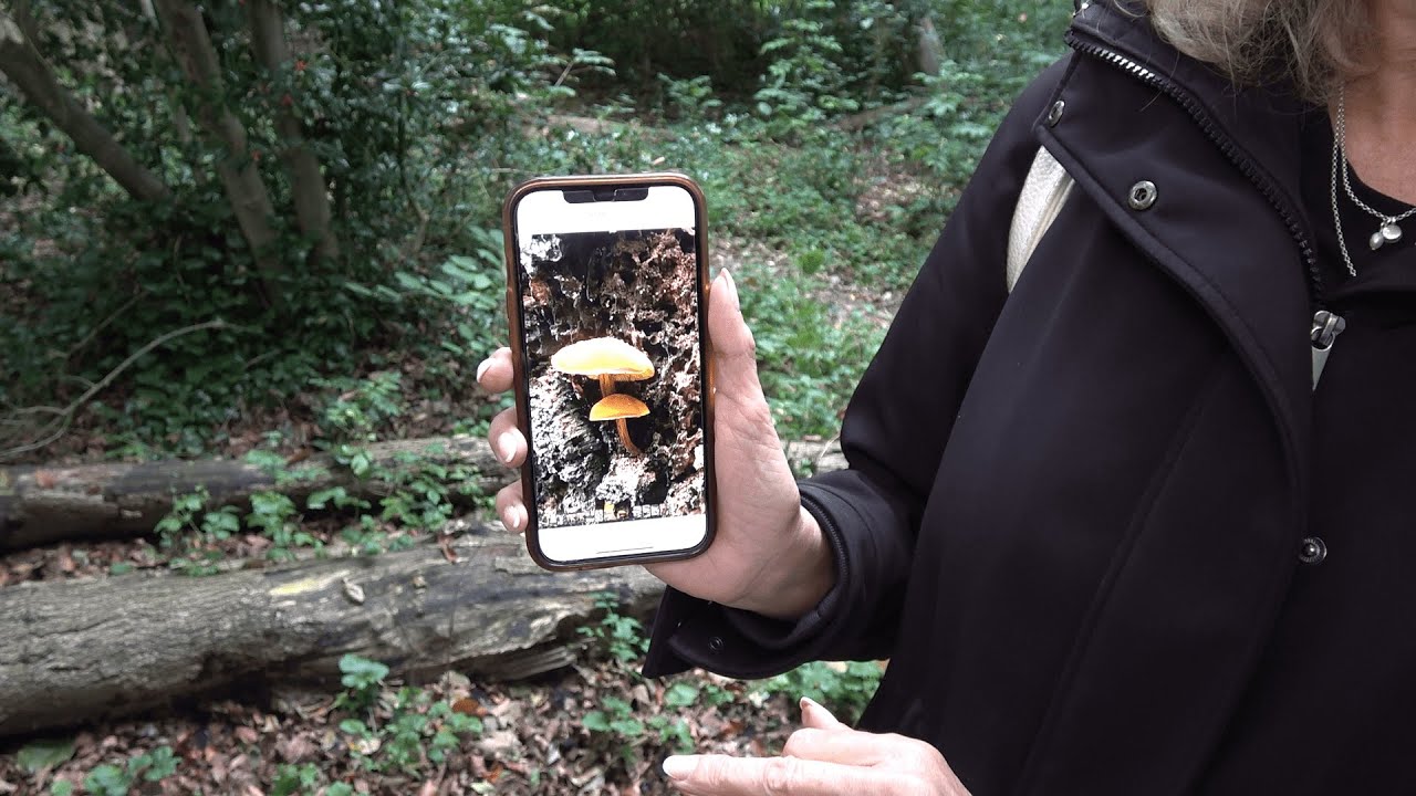 IVN waarschuwt voor paddenstoelen plukken: &lsquo;Giftige soms lastig te onderscheiden&rsquo;