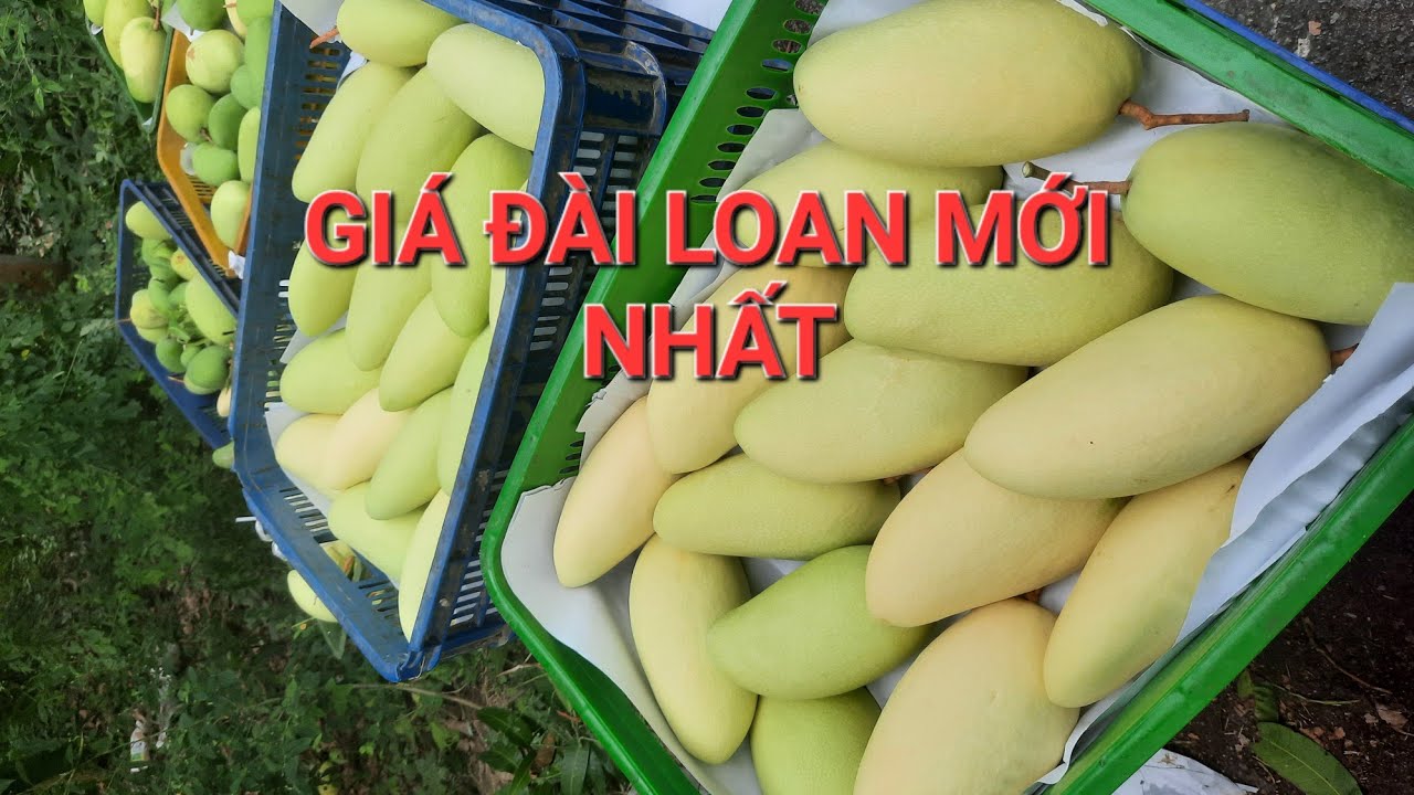 Giá xoài đài loan mới nhất