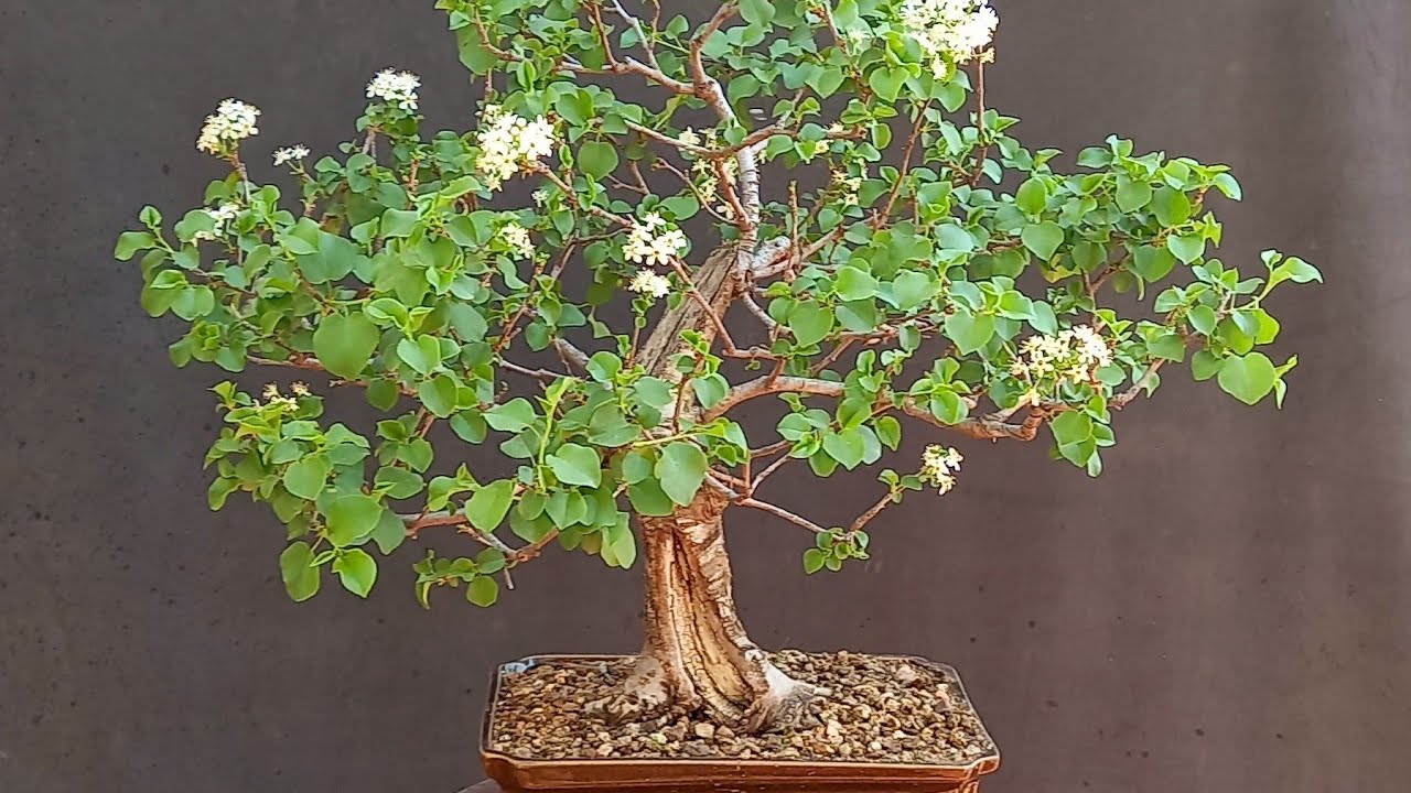 Trasplante de un Cerezo y posterior floración primaveral !!!!